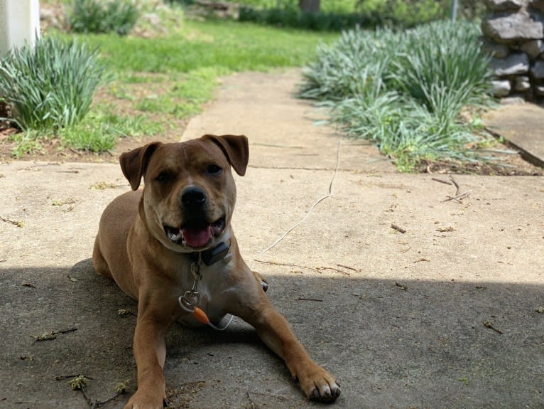 Andy, an American Staffordshire Terrier and American Bulldog mix tested with EmbarkVet.com