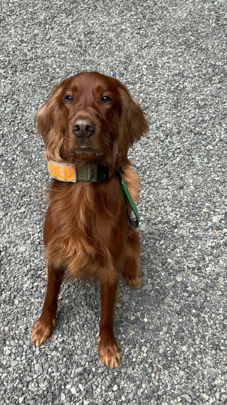 Riley Oisín, an Irish Setter tested with EmbarkVet.com