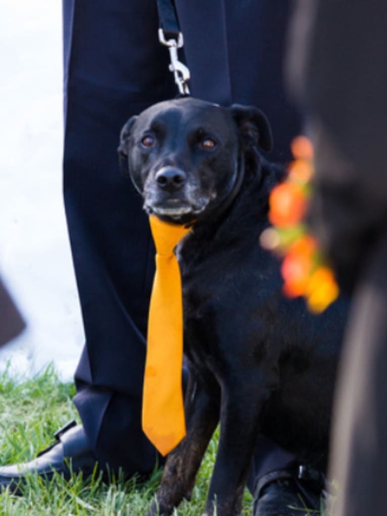 Zef, an American Pit Bull Terrier and Labrador Retriever mix tested with EmbarkVet.com