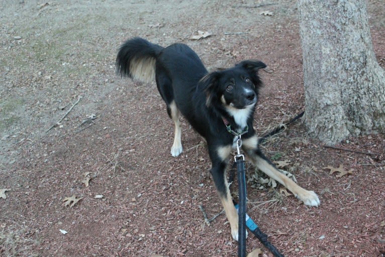 Sierra, a Border Collie and Australian Cattle Dog mix tested with EmbarkVet.com