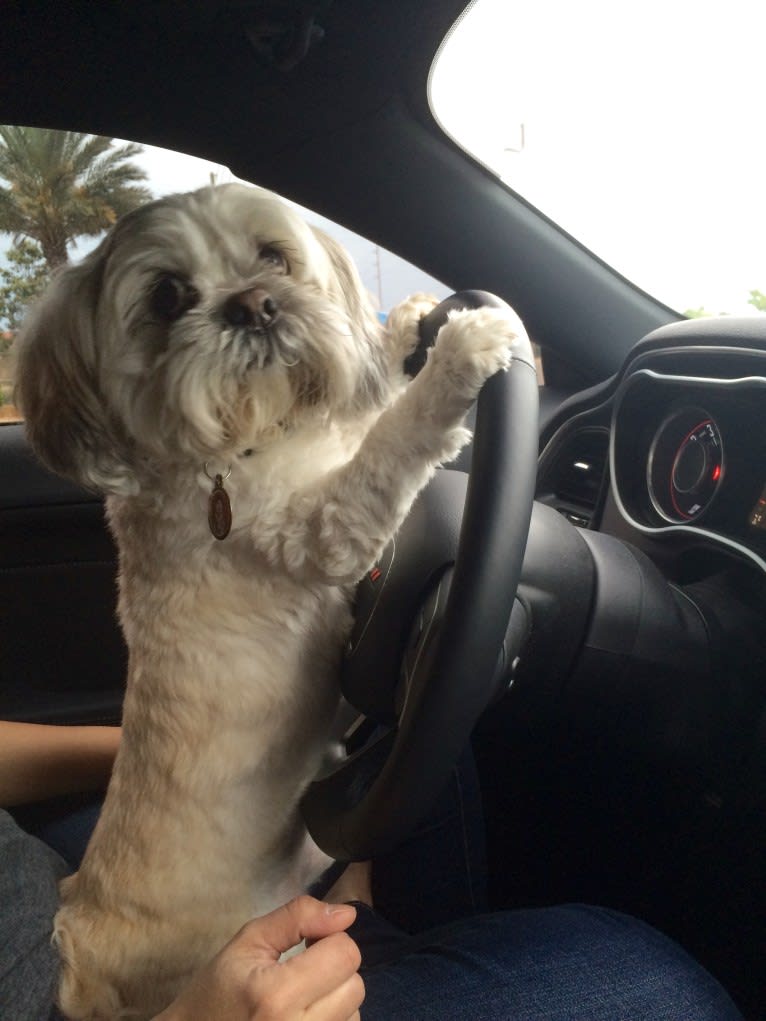 Starr, a Lhasa Apso tested with EmbarkVet.com