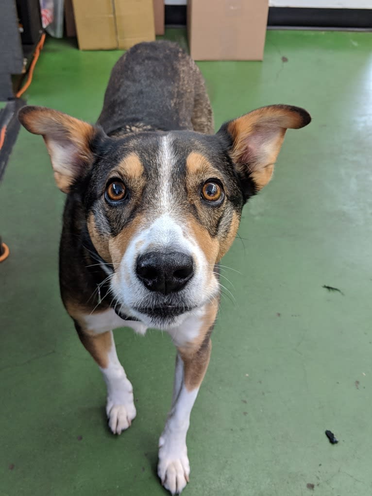 Titan, an American Pit Bull Terrier and Australian Cattle Dog mix tested with EmbarkVet.com