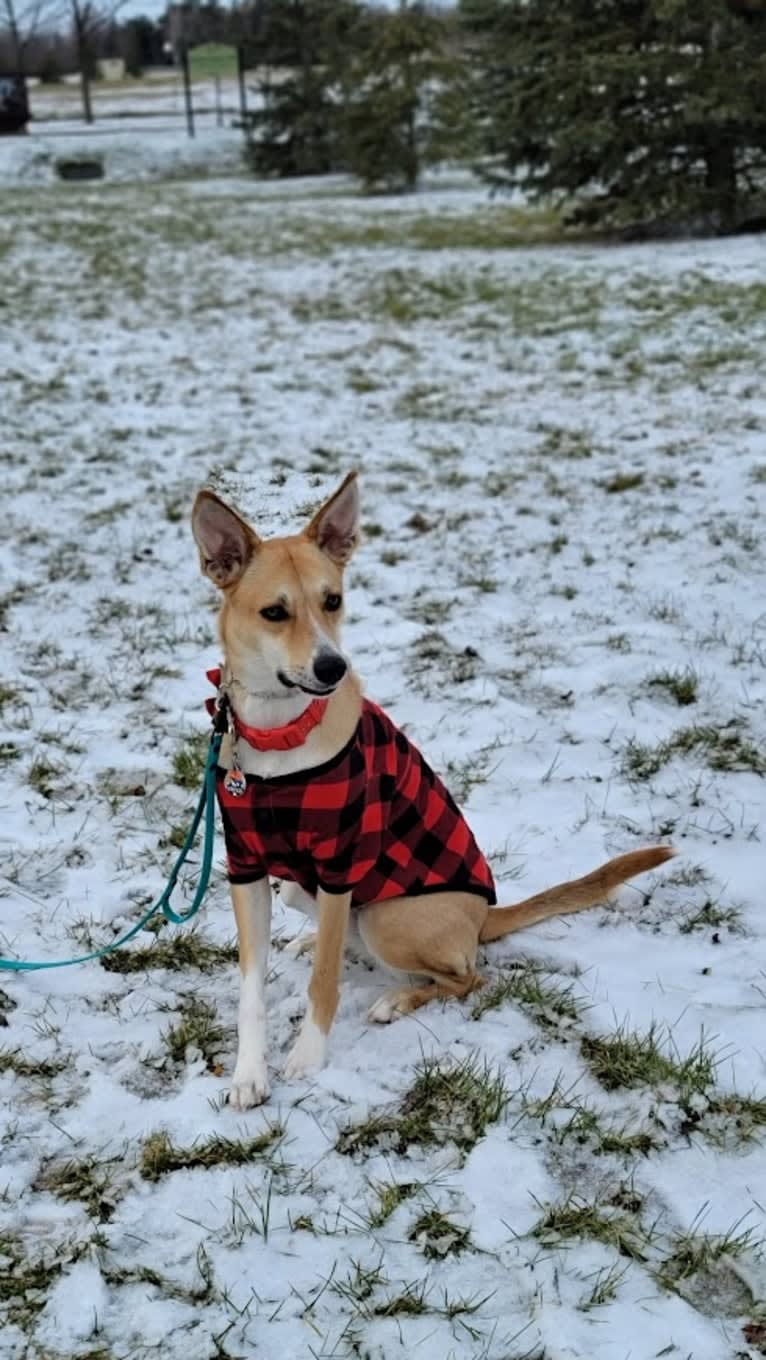 SPRESSO, an Akita and Siberian Husky mix tested with EmbarkVet.com