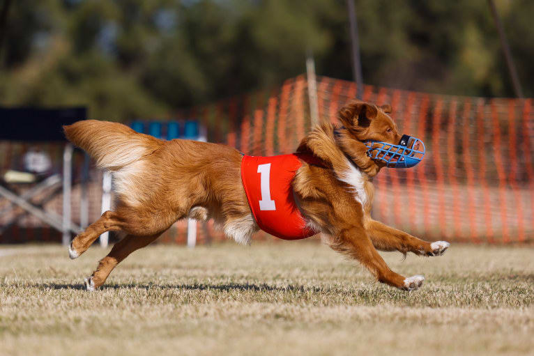 Gregory, a Nova Scotia Duck Tolling Retriever tested with EmbarkVet.com