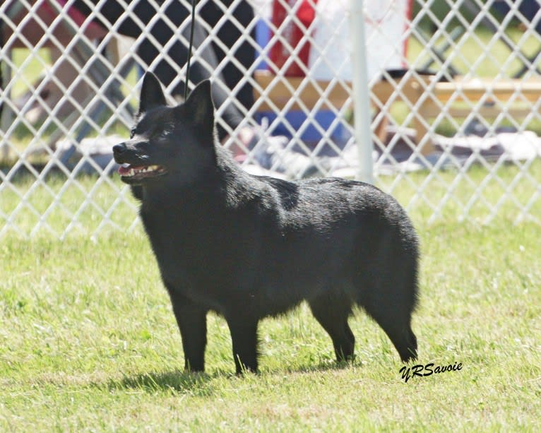 Ruby, a Schipperke tested with EmbarkVet.com