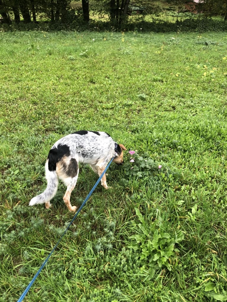 Tulip, an Eastern European Village Dog and English Setter mix tested with EmbarkVet.com