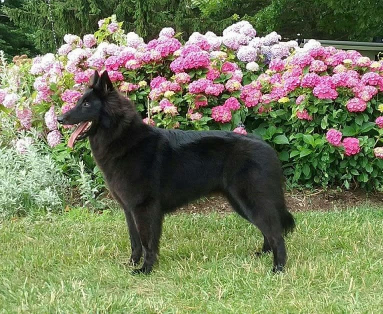 Gem, a Belgian Shepherd tested with EmbarkVet.com