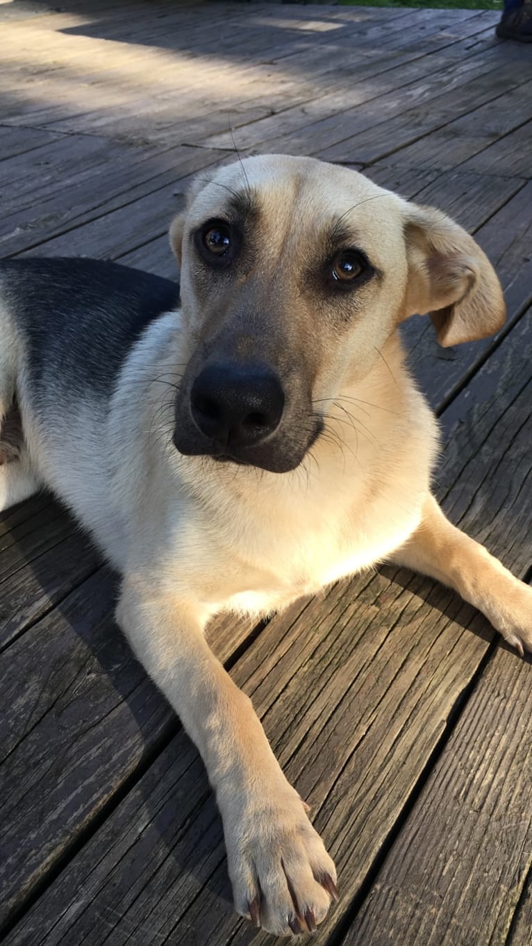 Fig, a Siberian Husky and Beagle mix tested with EmbarkVet.com