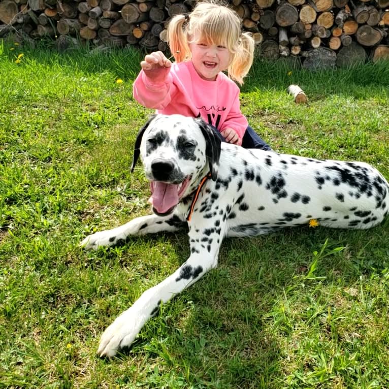 Firefly, a Dalmatian tested with EmbarkVet.com