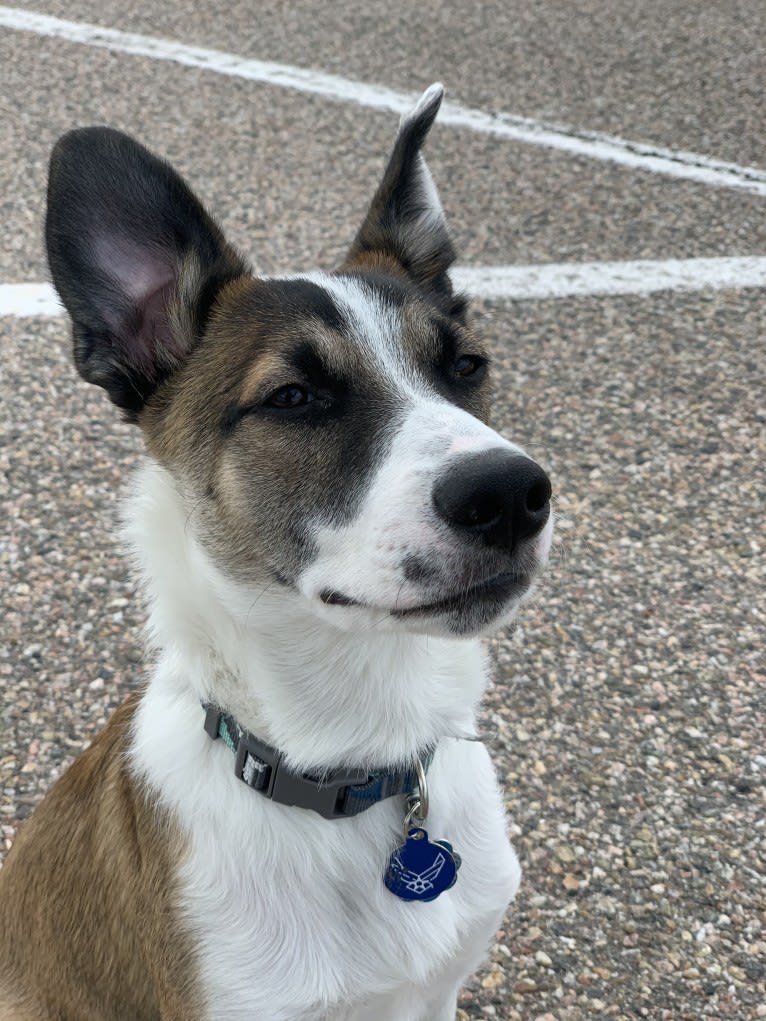 Ikaika, a Miniature/MAS-type Australian Shepherd and Australian Cattle Dog mix tested with EmbarkVet.com