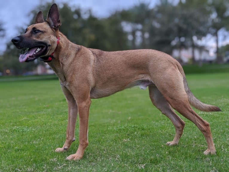 Enzo, a German Shepherd Dog and American Pit Bull Terrier mix tested with EmbarkVet.com