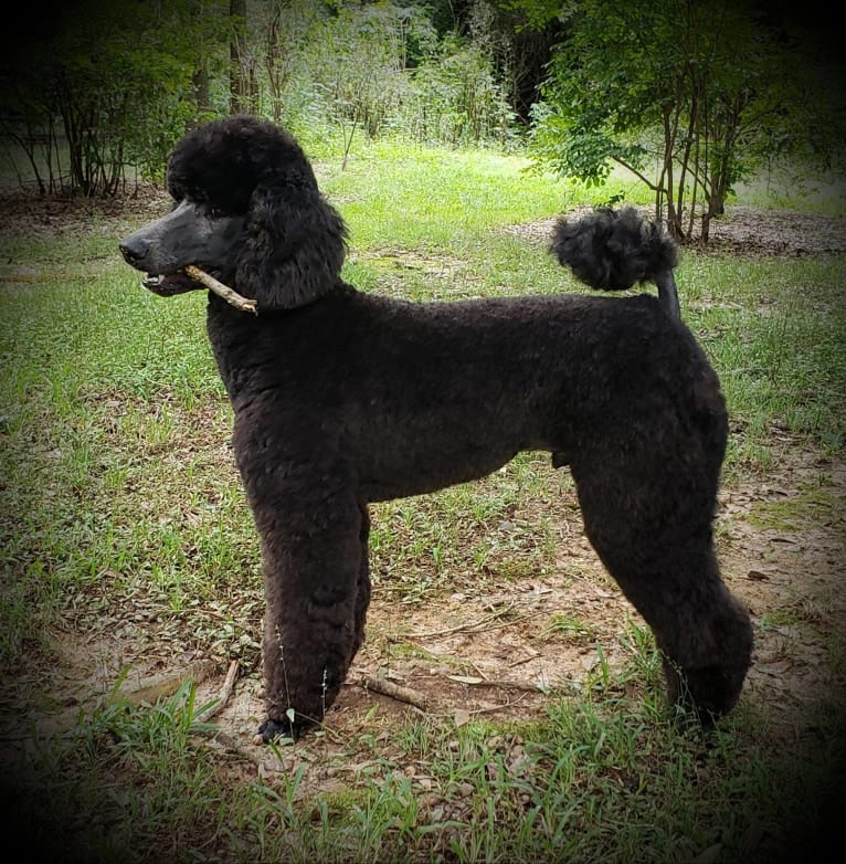 El Caniche Papi De' Doug, a Poodle (Standard) tested with EmbarkVet.com