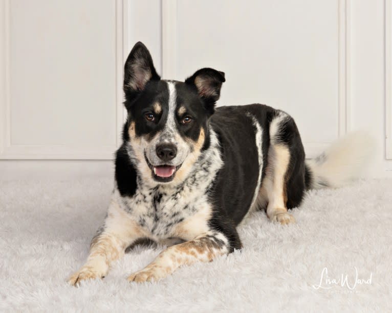 Charlie, a Siberian Husky and Australian Cattle Dog mix tested with EmbarkVet.com