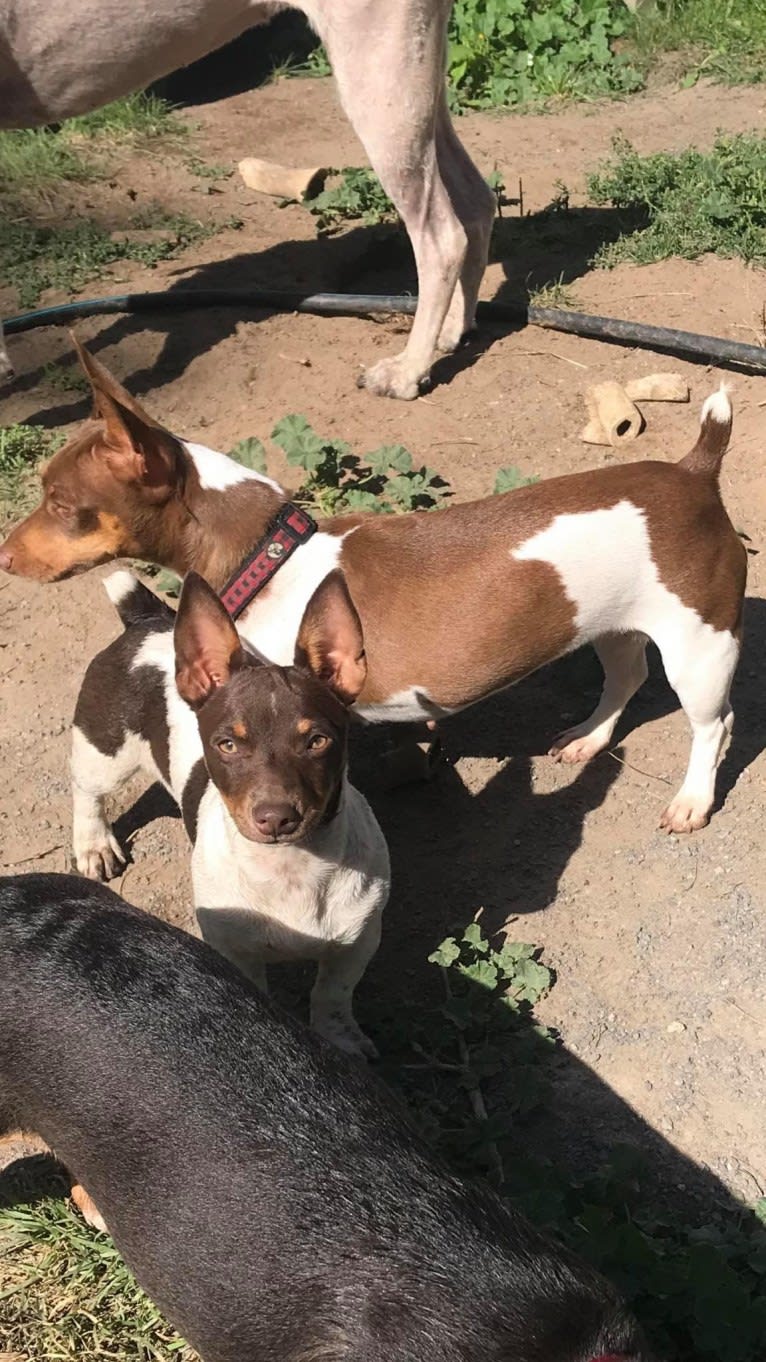 Flowrider’s Choco Latte, a Teddy Roosevelt Terrier tested with EmbarkVet.com