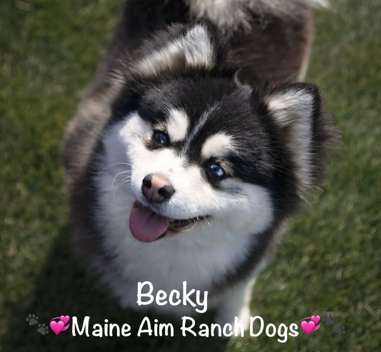 Becky, a Siberian Husky and Pomeranian mix tested with EmbarkVet.com