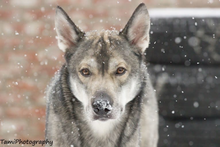 Aiden, a Siberian Husky and German Shepherd Dog mix tested with EmbarkVet.com