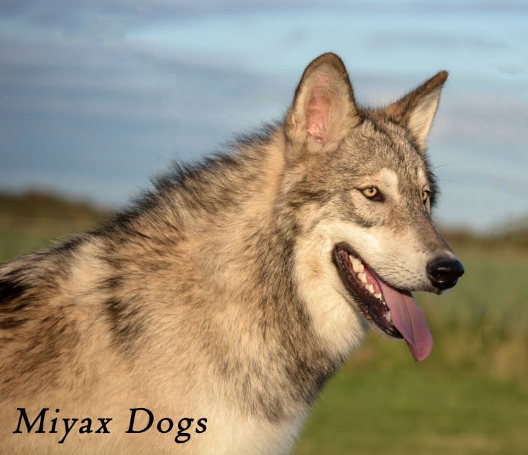 Ash a dog tested with EmbarkVet.com