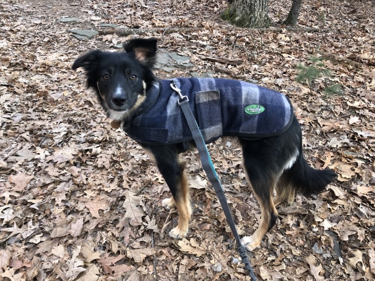 Sierra, a Border Collie and Australian Cattle Dog mix tested with EmbarkVet.com