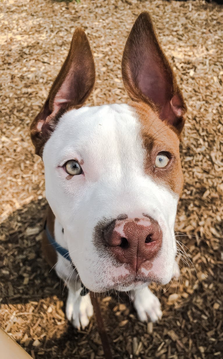 Puma, an American Pit Bull Terrier and American Staffordshire Terrier mix tested with EmbarkVet.com