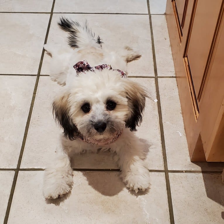 Kaylee, a Maltese and Shih Tzu mix tested with EmbarkVet.com