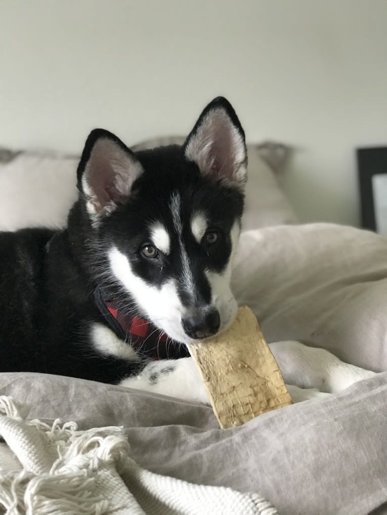 Artemis, an Alaskan Malamute tested with EmbarkVet.com