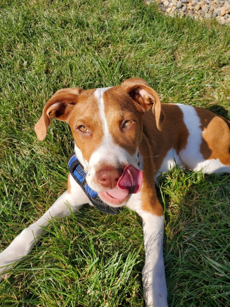 Duke, an American Pit Bull Terrier and Australian Cattle Dog mix tested with EmbarkVet.com