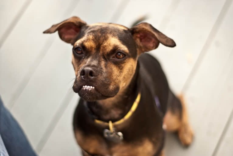 Gremlin, an American Pit Bull Terrier and American Bulldog mix tested with EmbarkVet.com