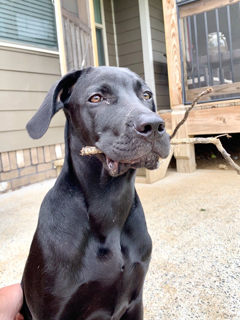 Kaya, a Weimaraner and Labrador Retriever mix tested with EmbarkVet.com