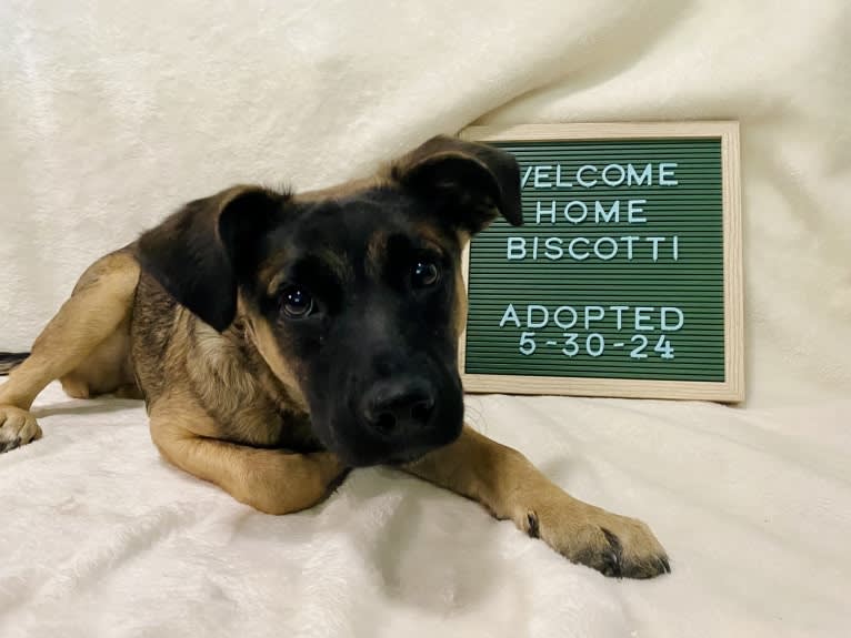 Biscotti, a Labrador Retriever and American Pit Bull Terrier mix tested with EmbarkVet.com