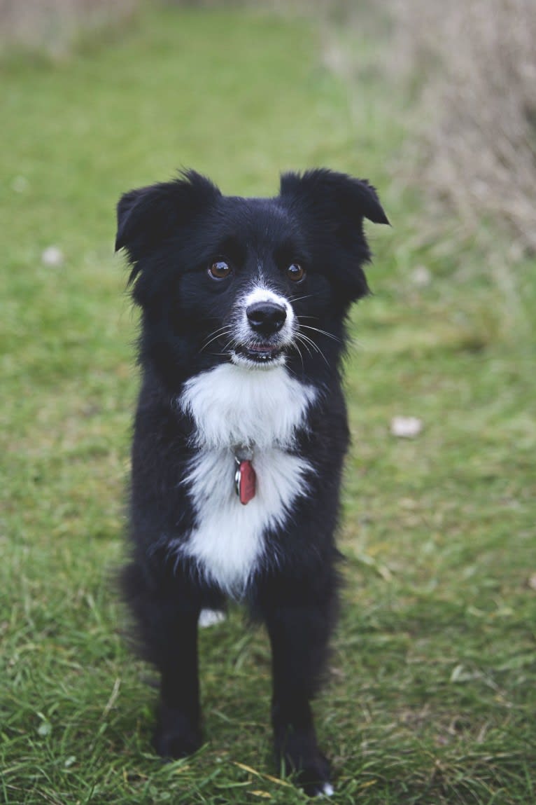 Lucky, an Australian Shepherd tested with EmbarkVet.com