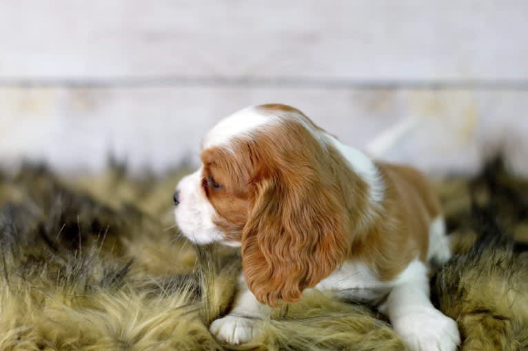 Perdy, a Cavalier King Charles Spaniel tested with EmbarkVet.com