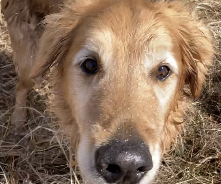 Timber “Gross Manor’s I’ll Be The One You Won’t Forget”, a Golden Retriever tested with EmbarkVet.com