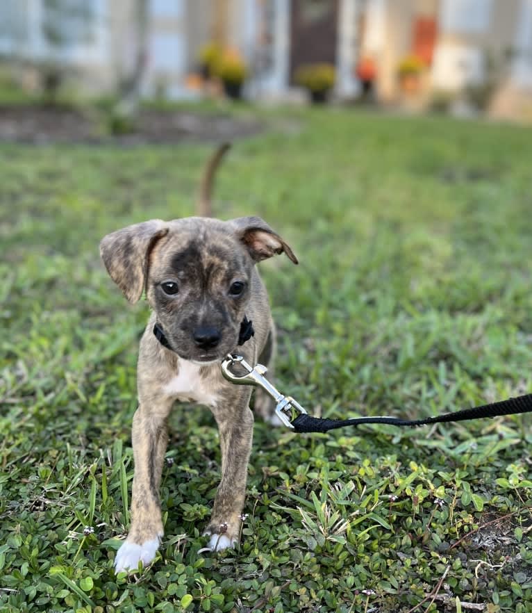 Kiwi, an American Pit Bull Terrier and Chihuahua mix tested with EmbarkVet.com