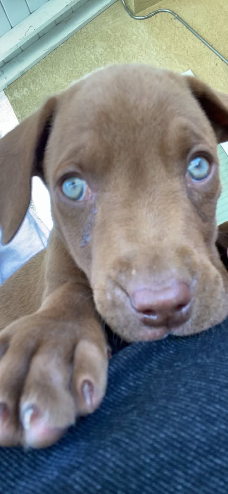 Kingston, a Weimaraner and Labrador Retriever mix tested with EmbarkVet.com