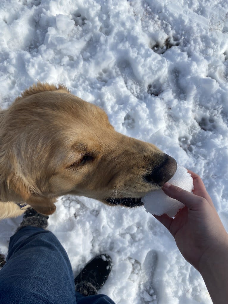 Echo, a Golden Retriever and Labrador Retriever mix tested with EmbarkVet.com