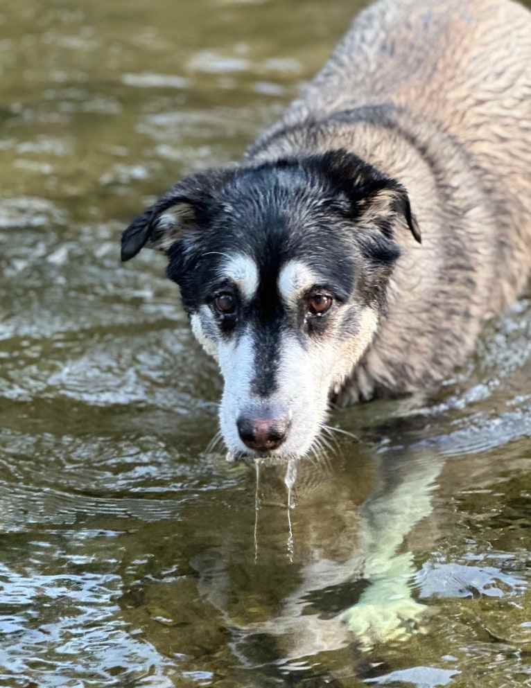 Keira, an Alaskan Malamute and Siberian Husky mix tested with EmbarkVet.com