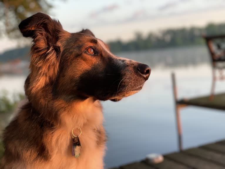 Bentley, an English Shepherd and Collie mix tested with EmbarkVet.com