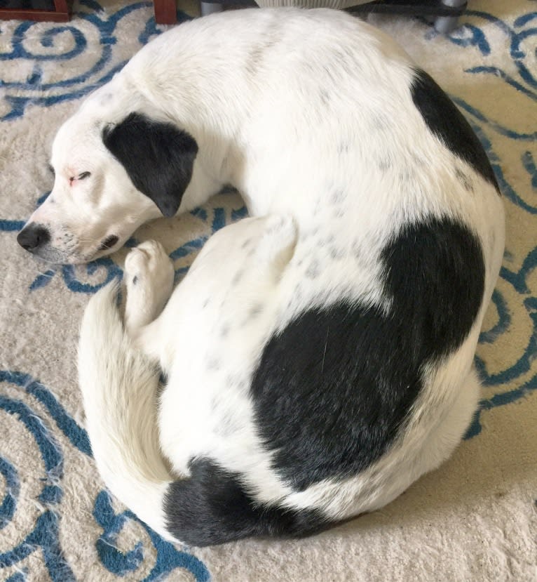 Harvey, an American Foxhound and American Bulldog mix tested with EmbarkVet.com