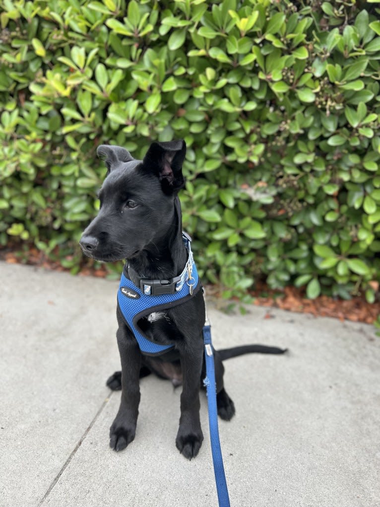 Rio, a Rottweiler and Golden Retriever mix tested with EmbarkVet.com