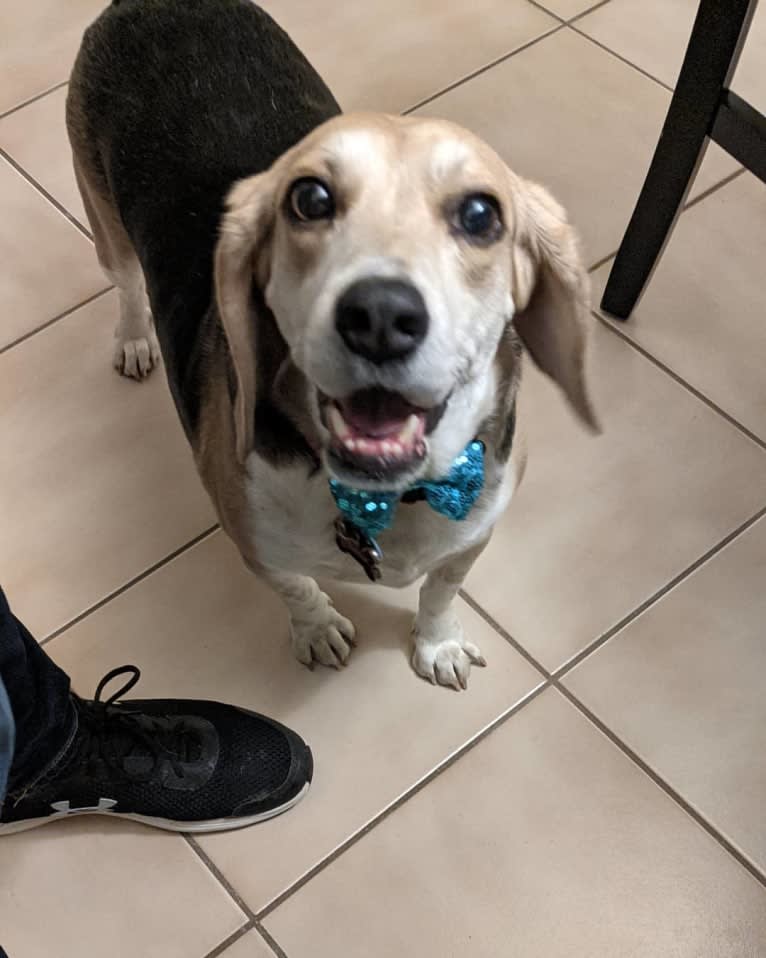 Frankie, a Beagle tested with EmbarkVet.com