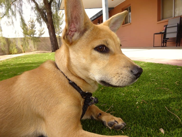 Bean, a Chow Chow and Chihuahua mix tested with EmbarkVet.com