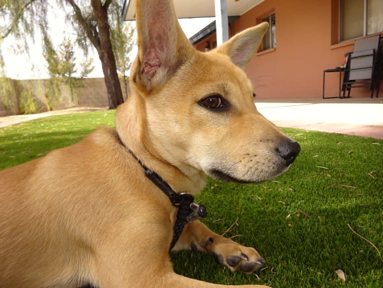 Bean, a Chow Chow and Chihuahua mix tested with EmbarkVet.com