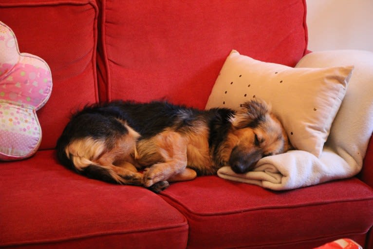 Bacalao, an Eastern European Village Dog and Russell-type Terrier mix tested with EmbarkVet.com