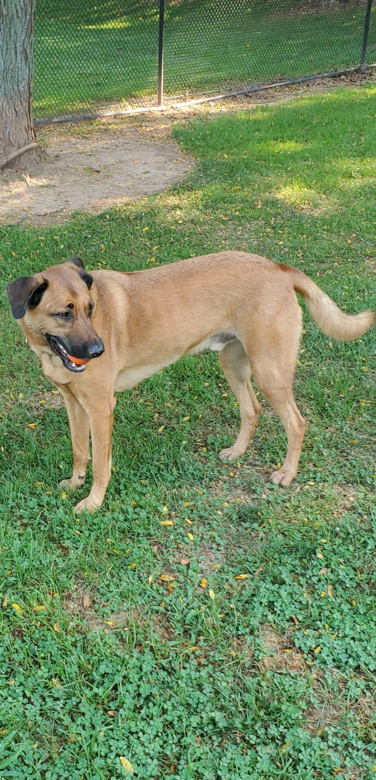 Vito, a Dutch Shepherd and Belgian Malinois mix tested with EmbarkVet.com