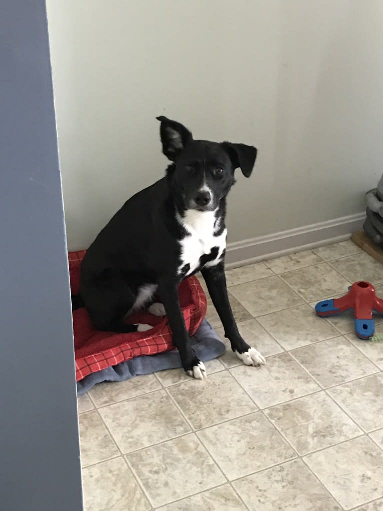 Olly, an American Pit Bull Terrier and Siberian Husky mix tested with EmbarkVet.com