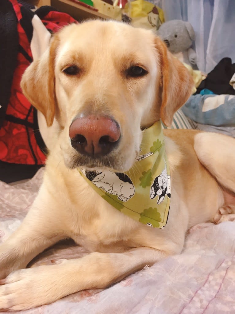 Tasha, an East Asian Village Dog and Golden Retriever mix tested with EmbarkVet.com