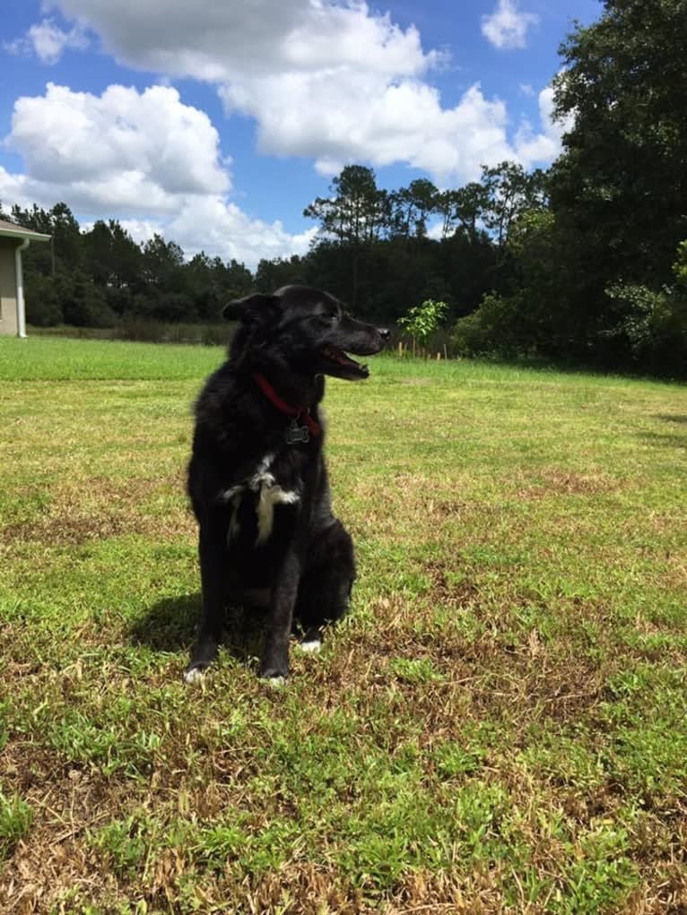 Kaiya, a Siberian Husky and American Eskimo Dog mix tested with EmbarkVet.com