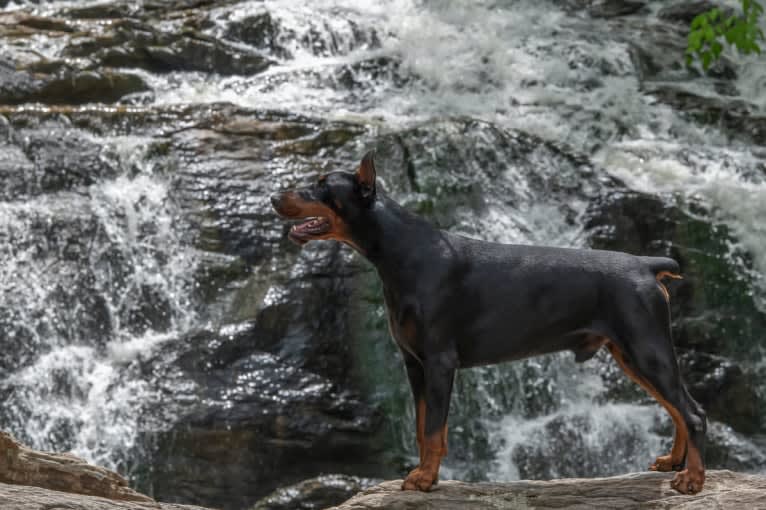 Colter, a Doberman Pinscher tested with EmbarkVet.com