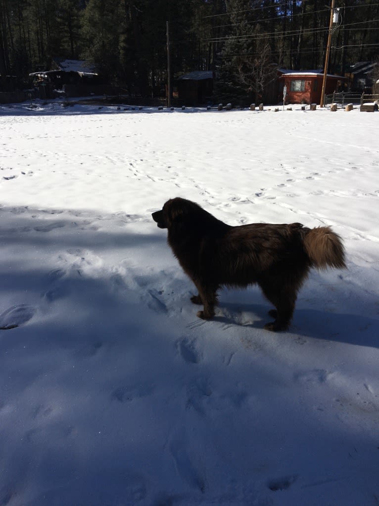 Rosey, a Newfoundland and Siberian Husky mix tested with EmbarkVet.com