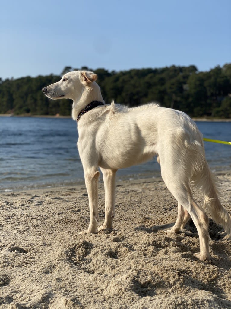 BASTI ARMANI, an Arabian Village Dog and Saluki mix tested with EmbarkVet.com